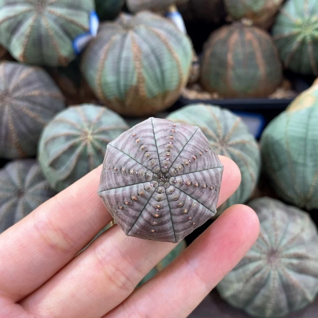 欧系实生布纹球一物一拍