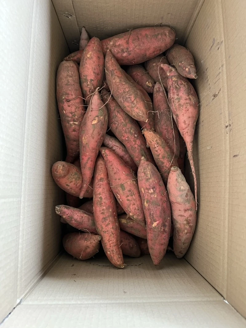 新鲜现挖沙地种植甜糯西瓜红蜜薯香甜可口粗粮代餐