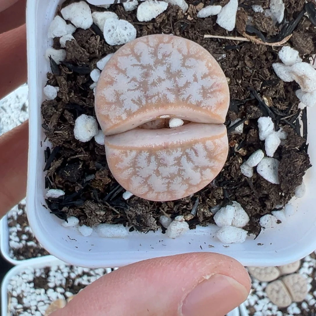 【闪购商品】099……