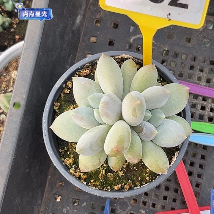 多肉植物胖体哥特982