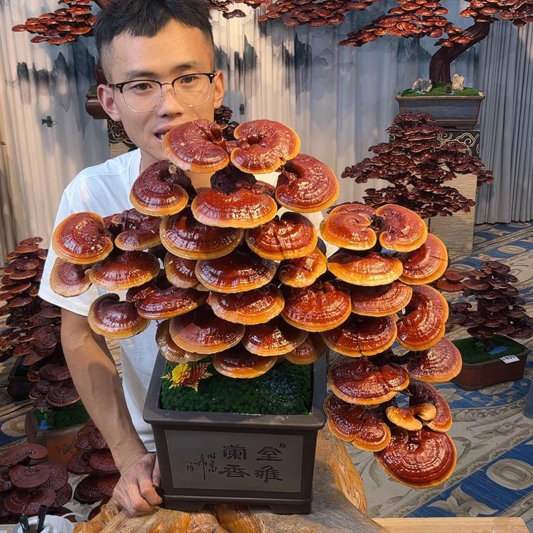 无花朵88888888888