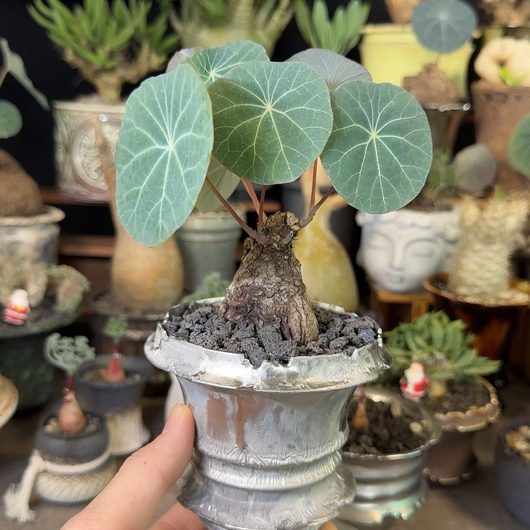 一物一拍老家一叶龟258