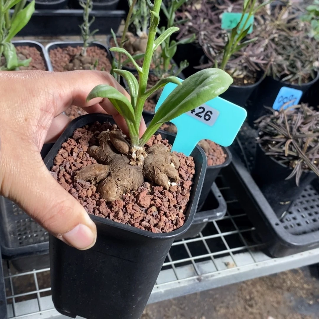 海星厚炖菊一个多肉