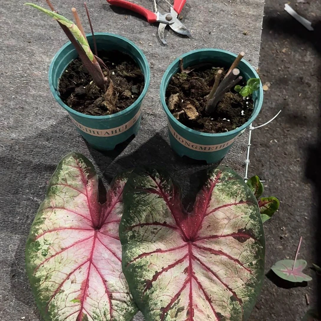 完全开放苹果花桩子随机发