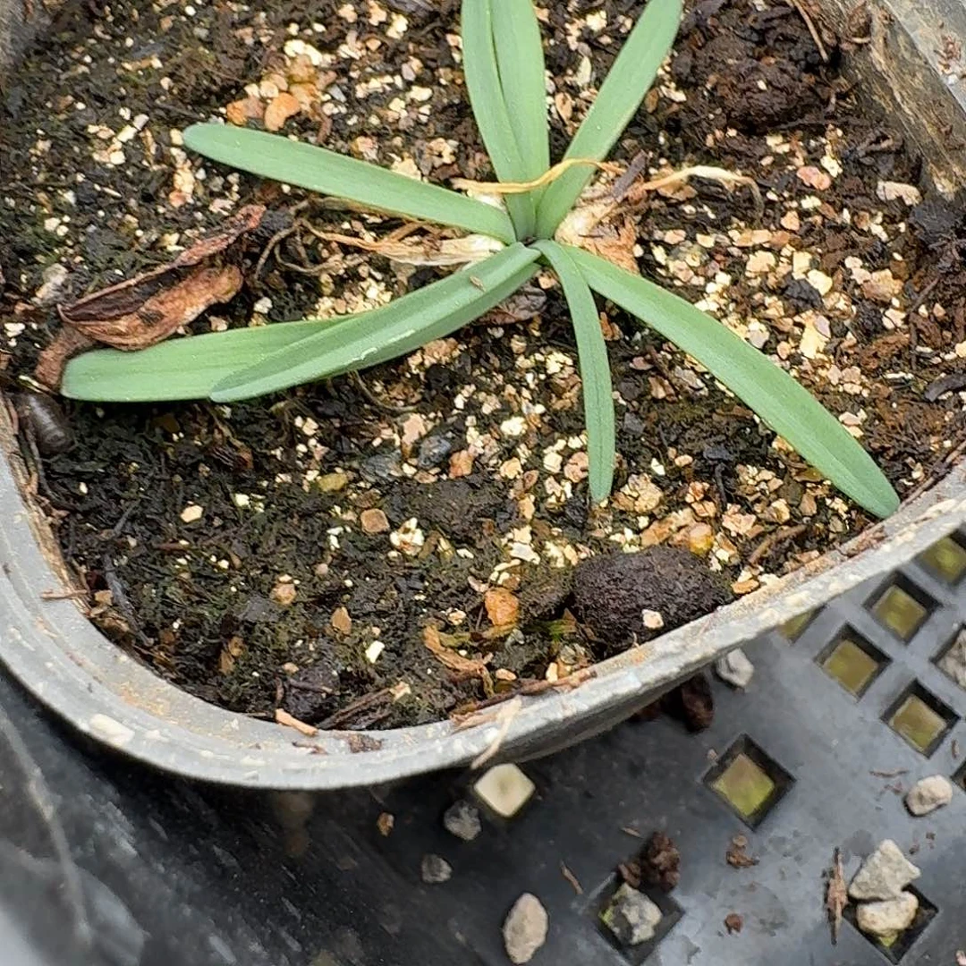 gethyllis lata香果石蒜带盆