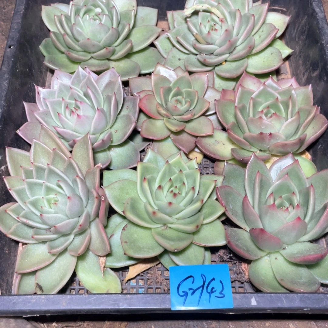 一筐特价福利不售后多肉2943