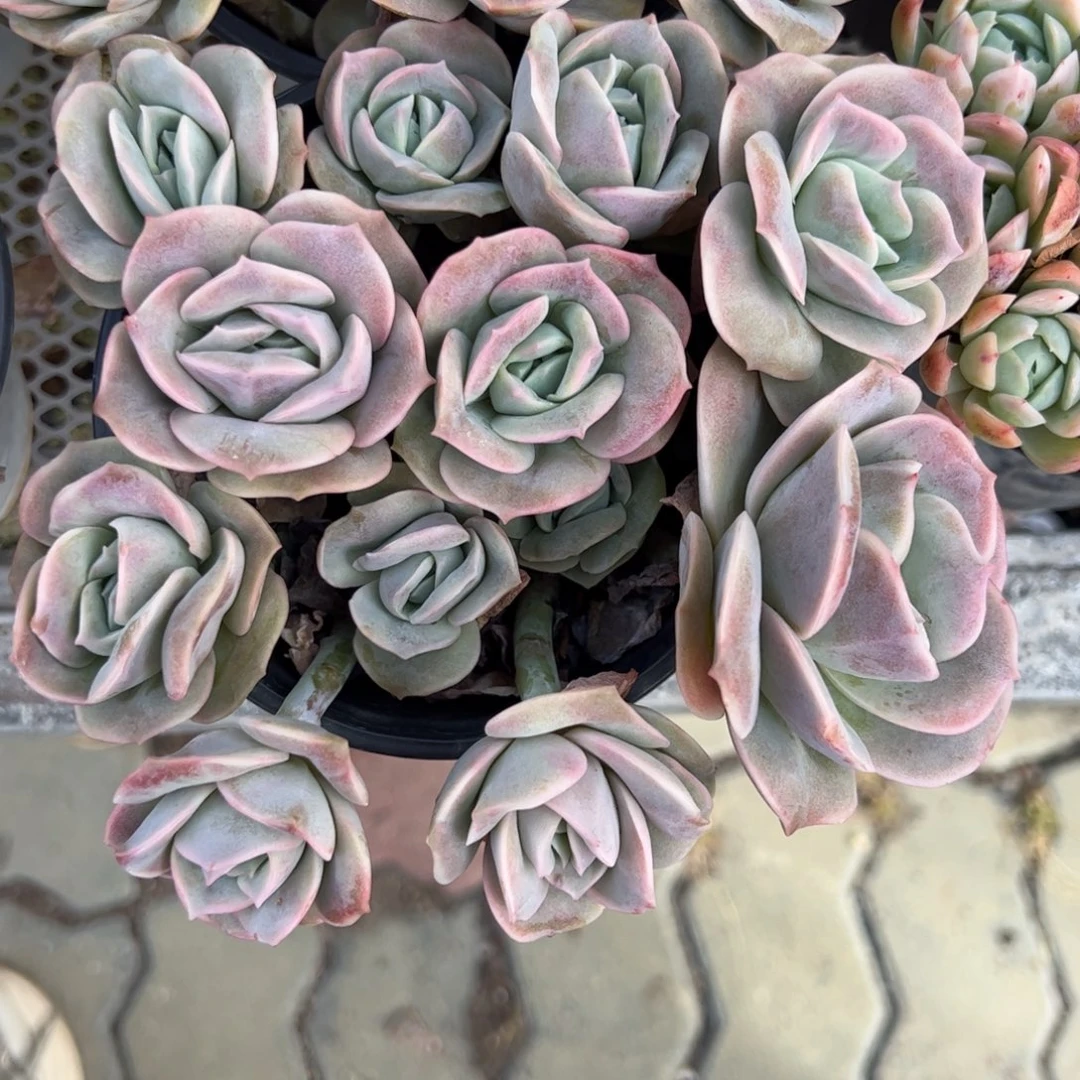 可爱玫瑰多肉植物精品