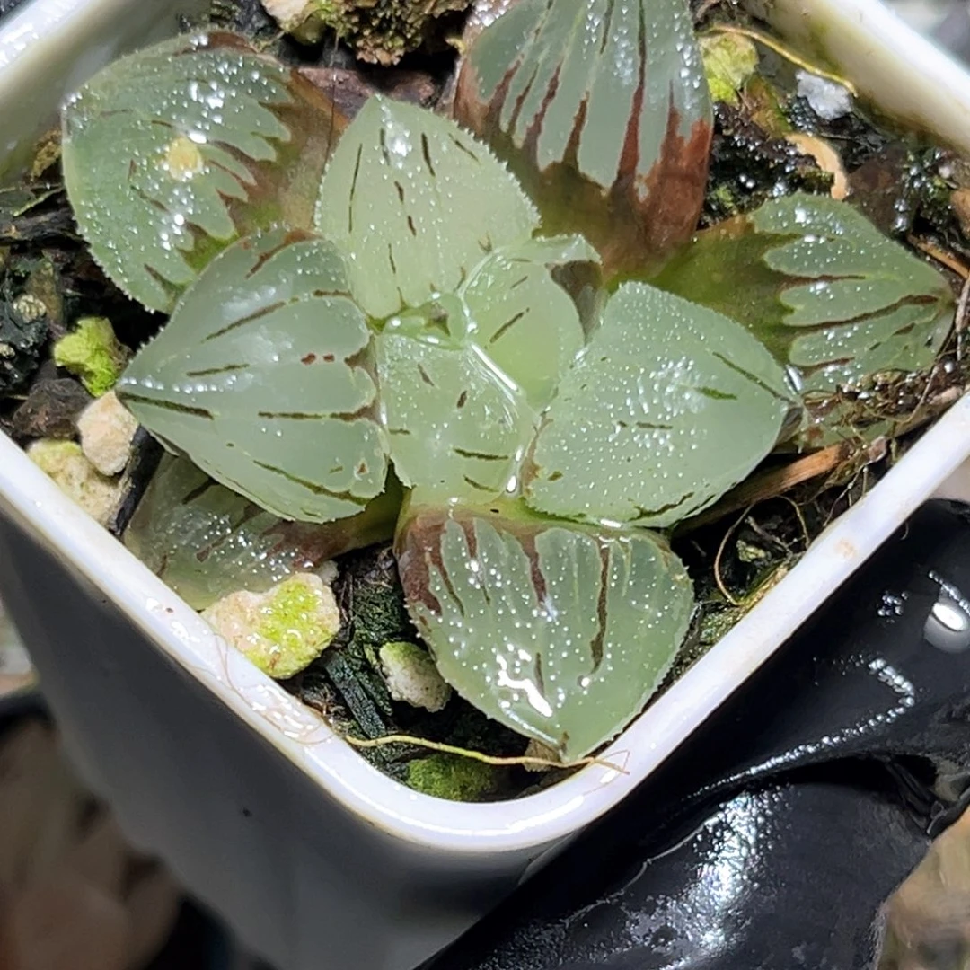 恭喜发财大吉大利4100