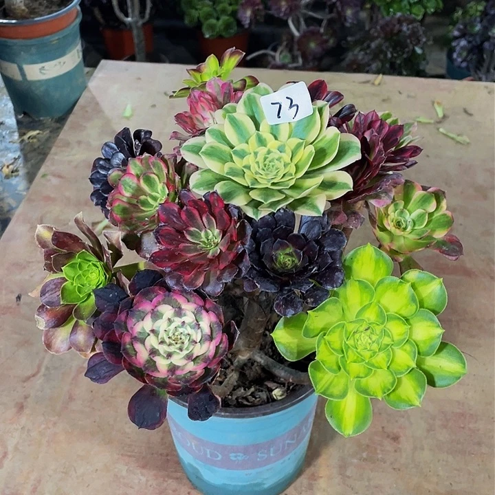 焦*架接法师一个73号