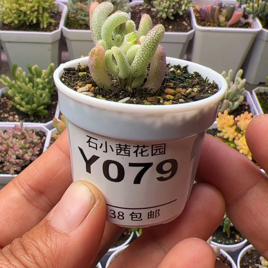 开播炸多肉植物枝干紫闪光