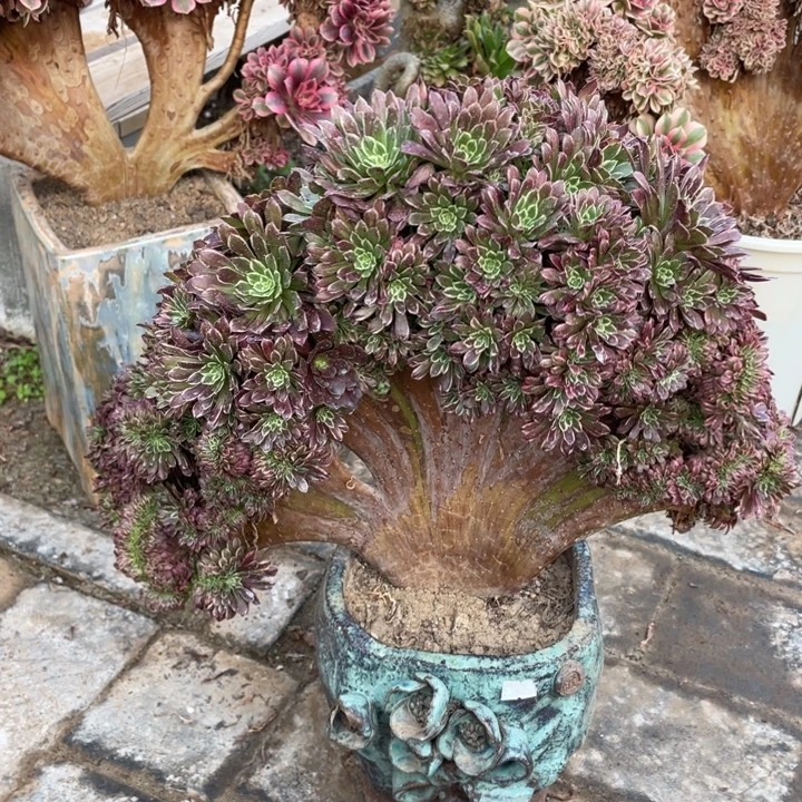 法师老桩缀化金丝楠木有干伤