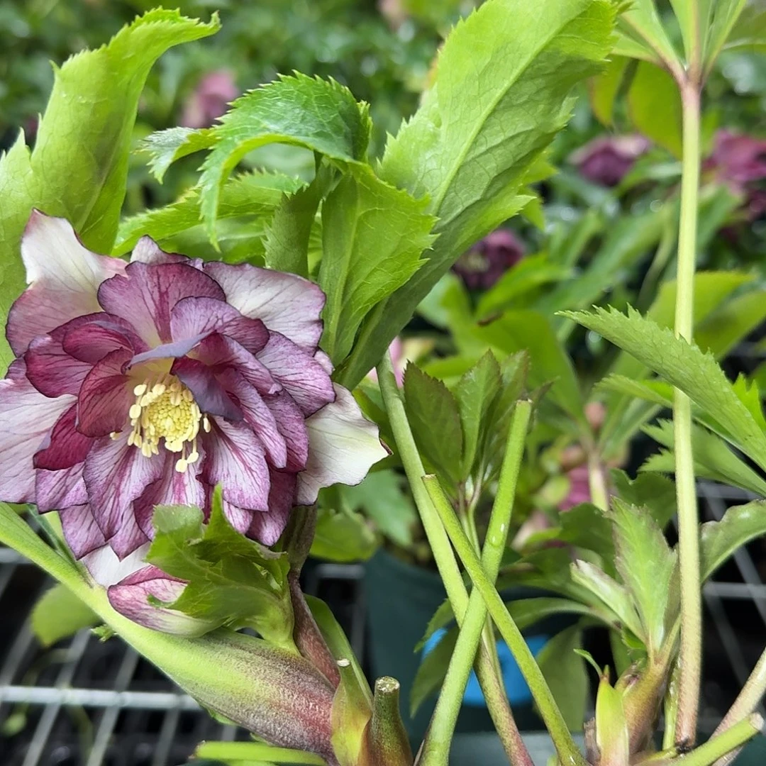 相***g少量花朵（建议范围：2朵-5朵 或40%以下）029