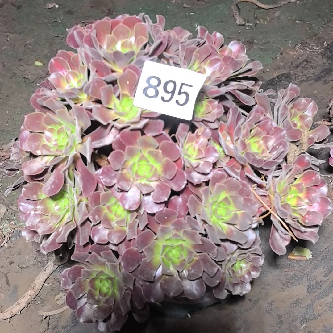 895华娜花花法师2-2