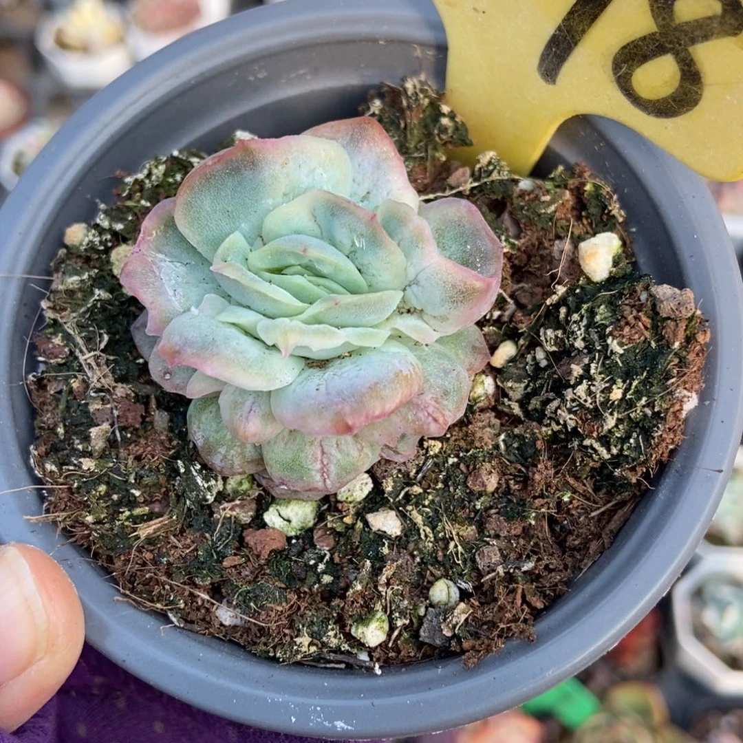 6098泡泡纱多肉植物