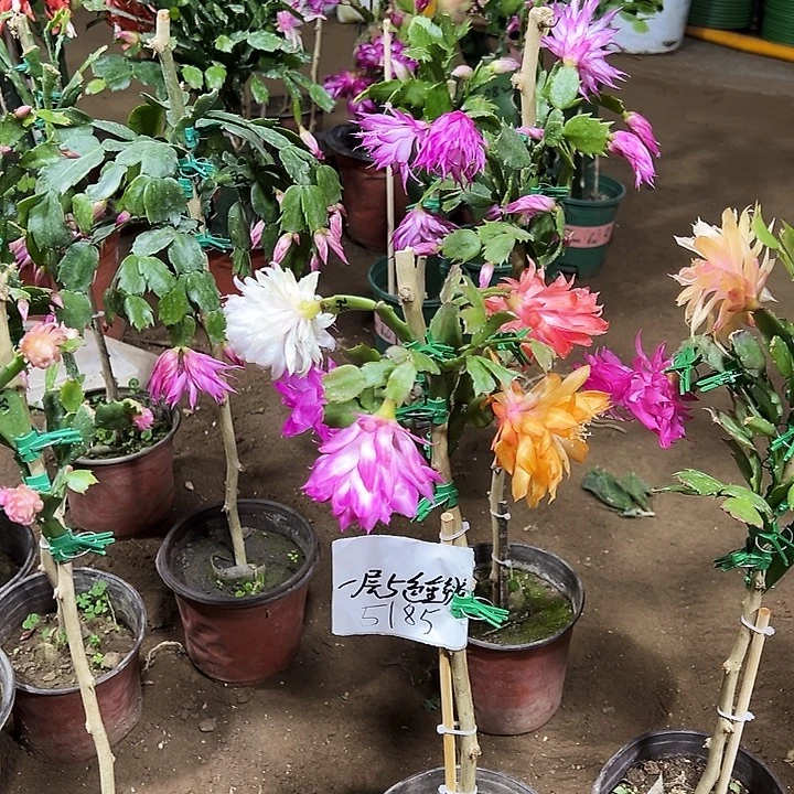 天***云预订接好的一层五色重瓣5185带花架