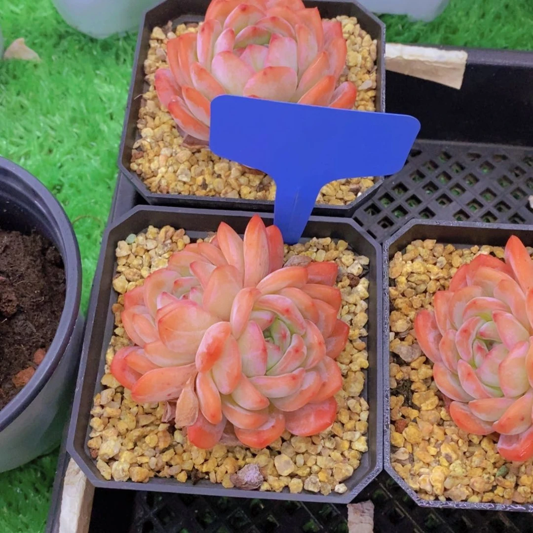 滕*富开心多肉植物多肉