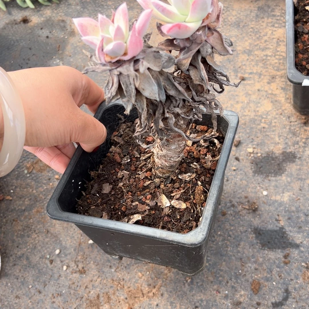 7254哈哈哈哈哈哈哈哈