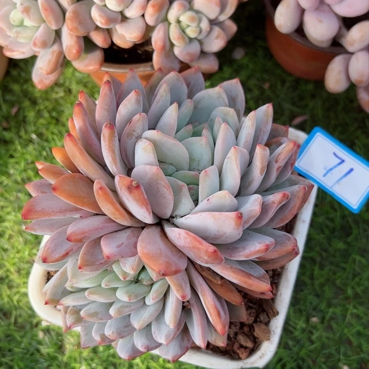 71橙子缀平平安安健健康康