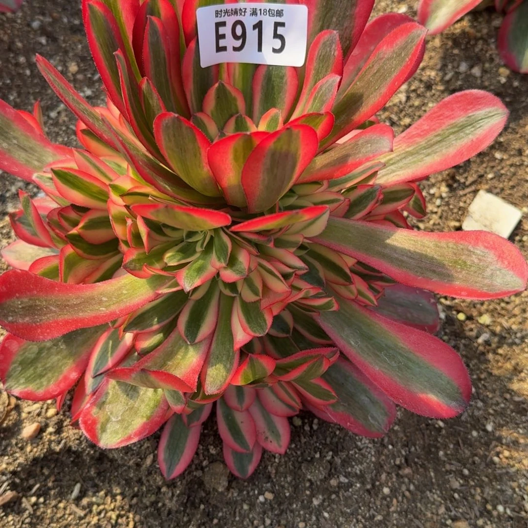 天****糖915桃夭多肉植物