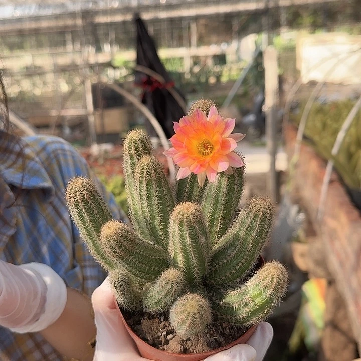 维罗纳（掉头掉崽不售后）