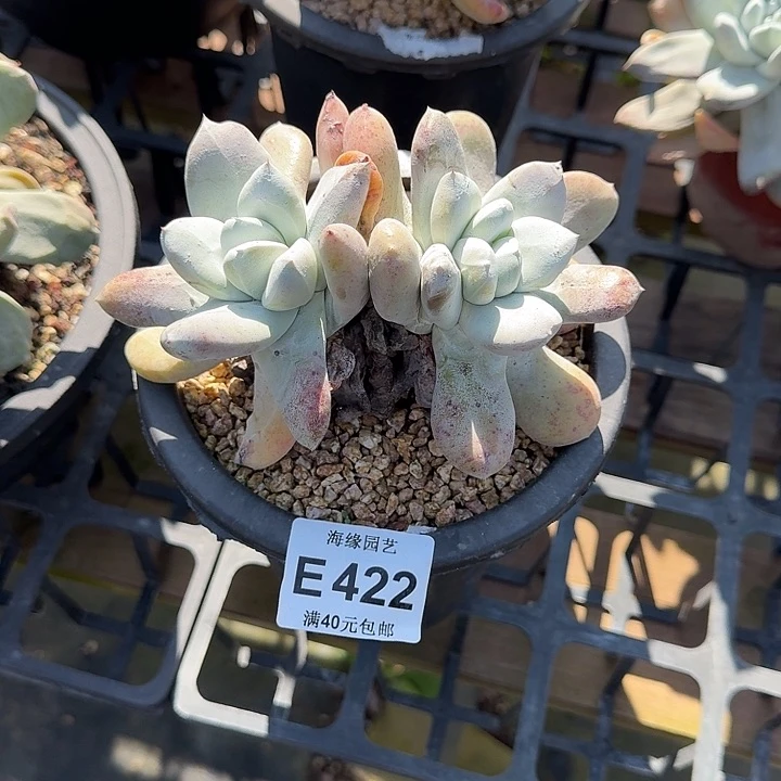 ?***g拇指仙女杯多肉