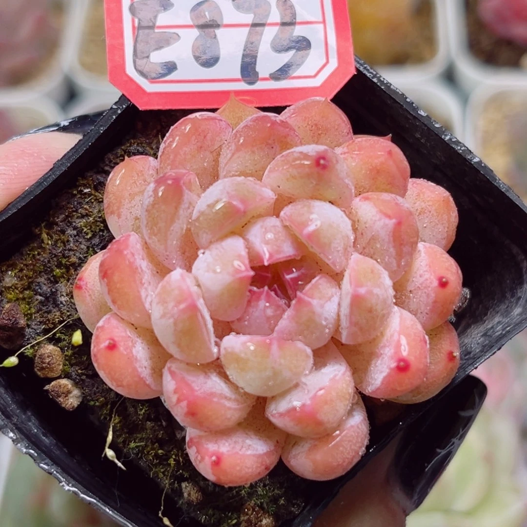 E893一物一拍 蔷薇