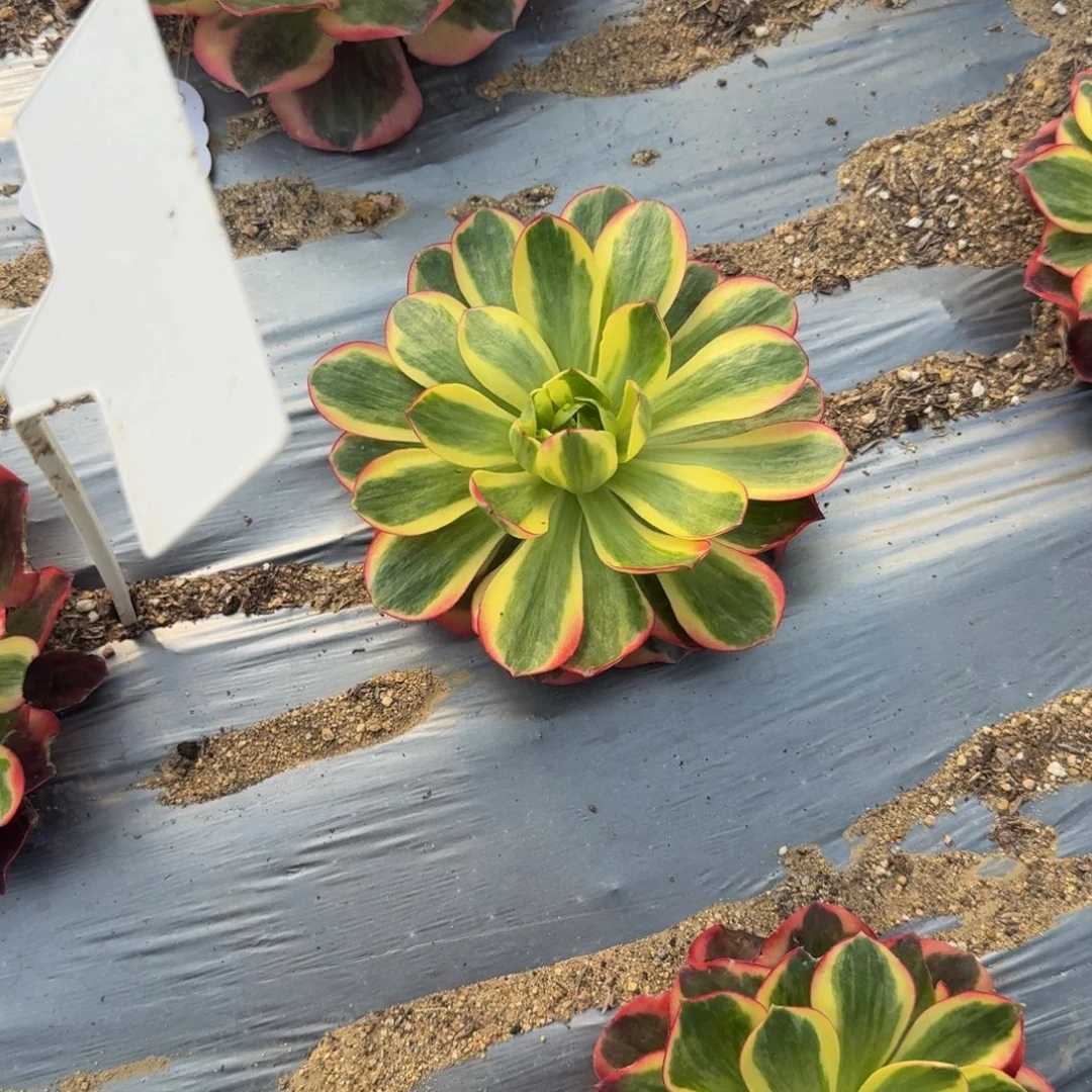 守***福太阳神一个。多肉植物