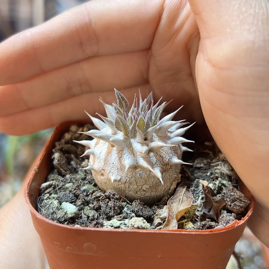 惠比大黑3公分带盆