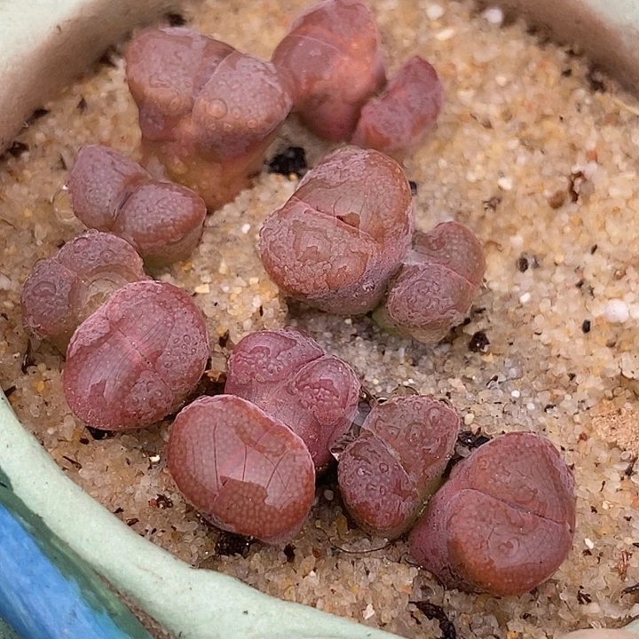 14551双头c10一颗