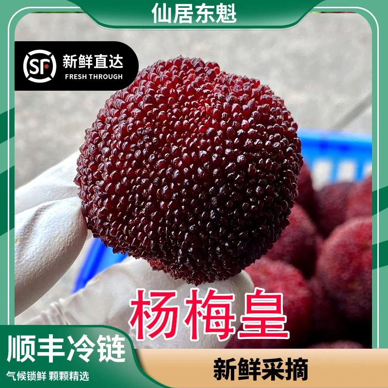 【龙头子35-45克】正宗仙居东魁杨梅现摘现发孕妇水果顺丰空运