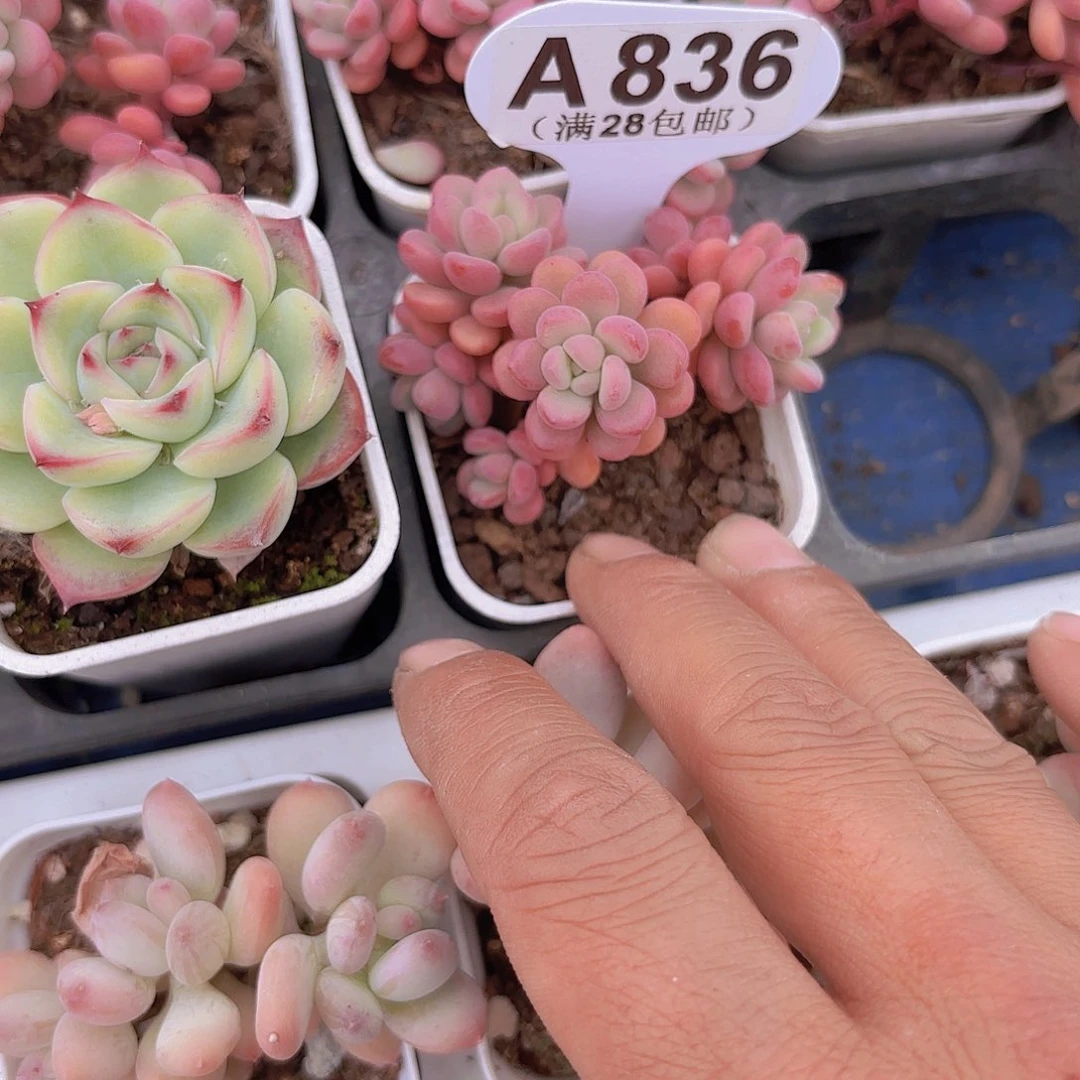 A836天线宝宝一物一拍