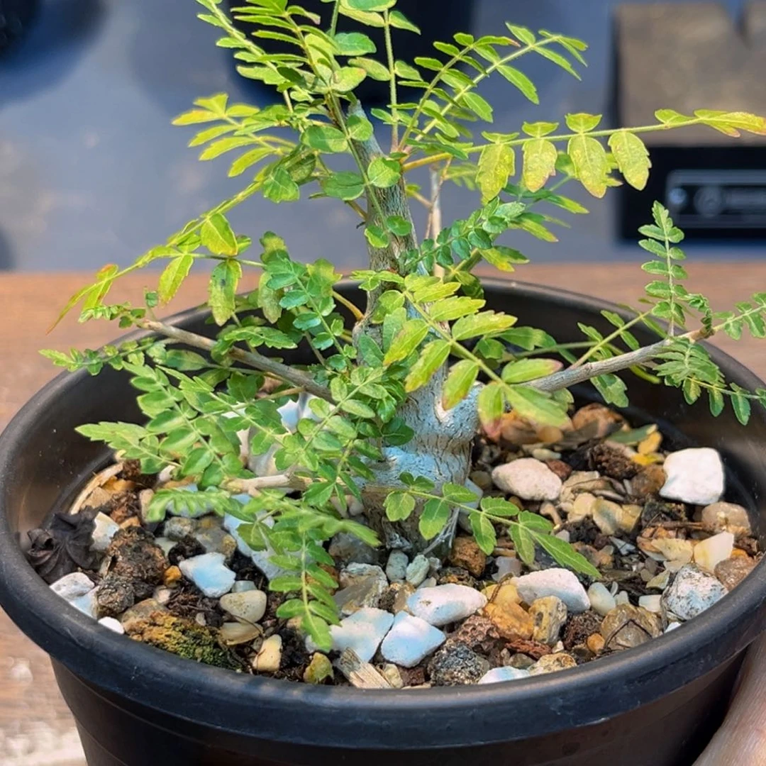 尼勒达Zzzzzzzzzzzzzz