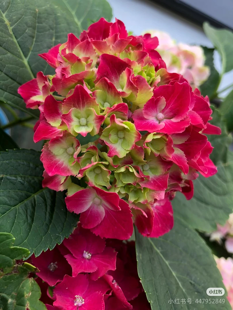 【红宝石绣球花】新老枝开花