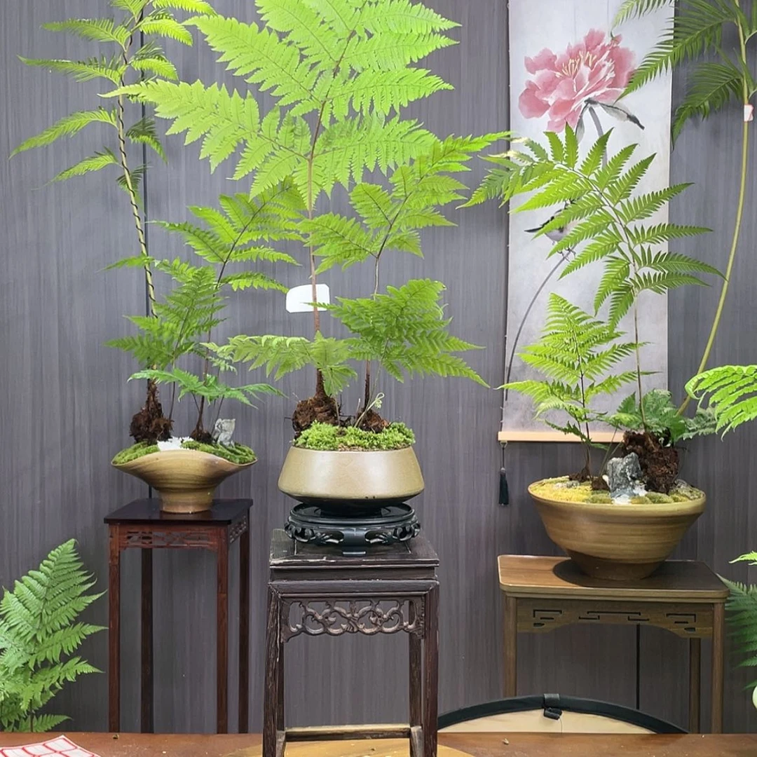 【闪购商品】全部花朵用****6蕨