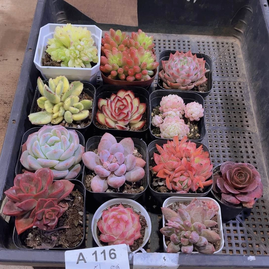 多肉116多肉植物