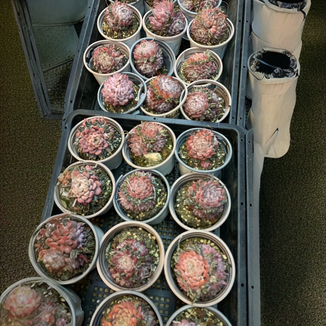 群生洞庭带盆带土精品多肉