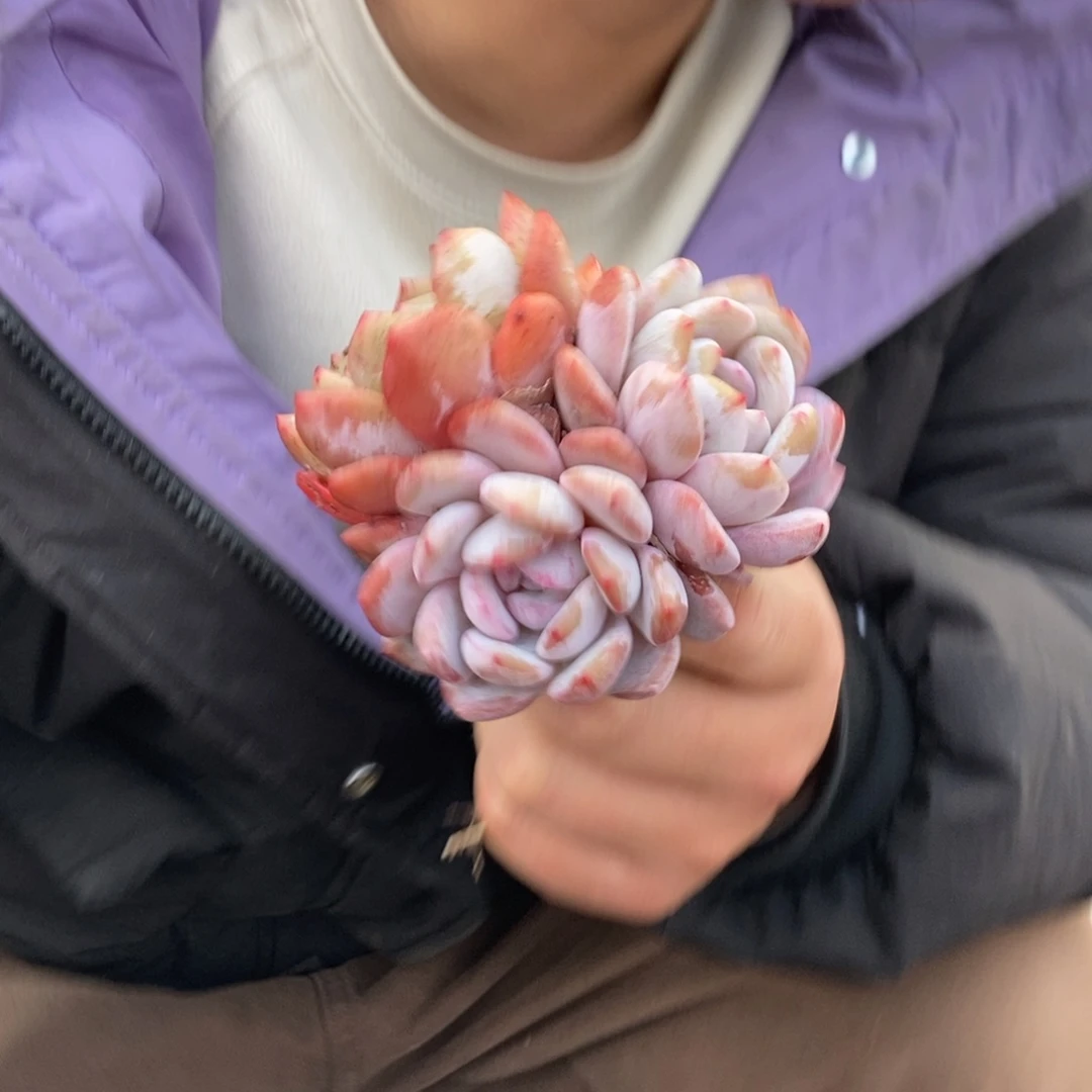 有状态梦露黑方盆三头随机