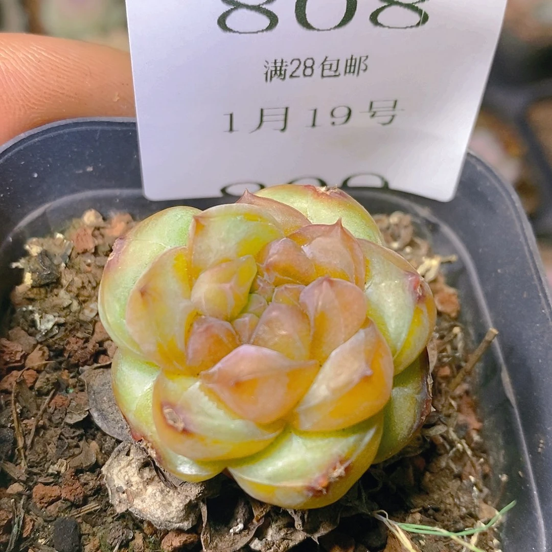 【闪购商品】云808