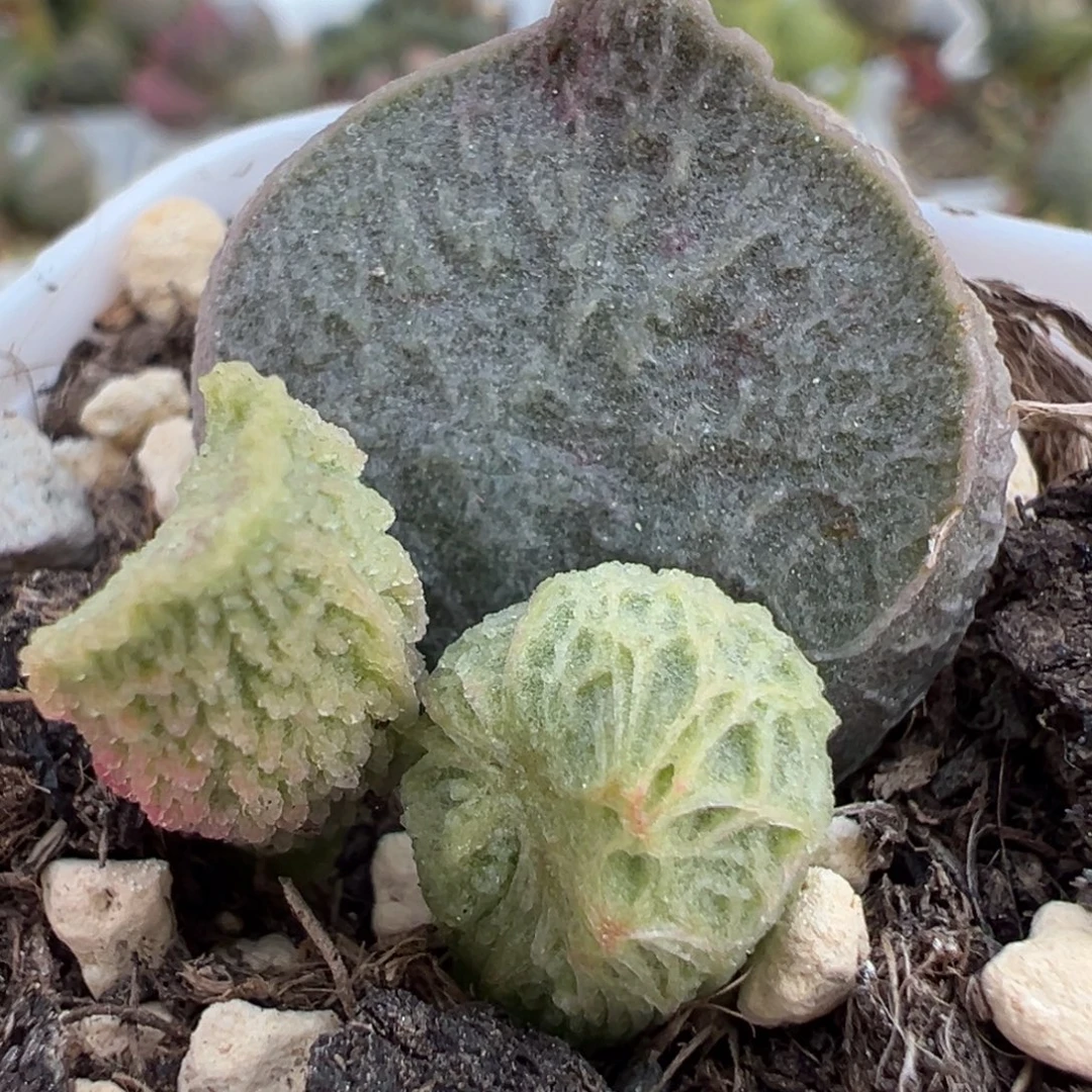 狂野乱纹实生新品大苗多肉