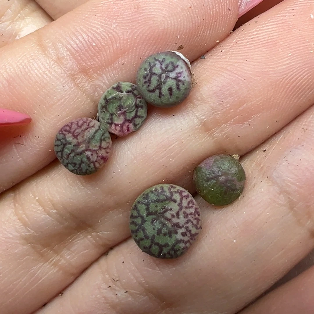 9***生锦锦锦锦多肉植物