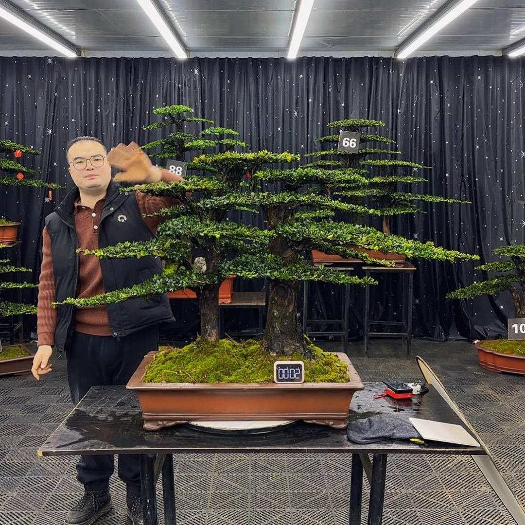 红芽罗汉松高端造型盆景