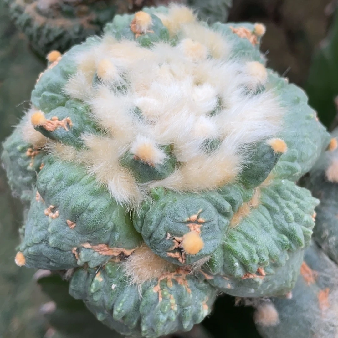 全部花朵微战损 蓝白 怒涛牡丹