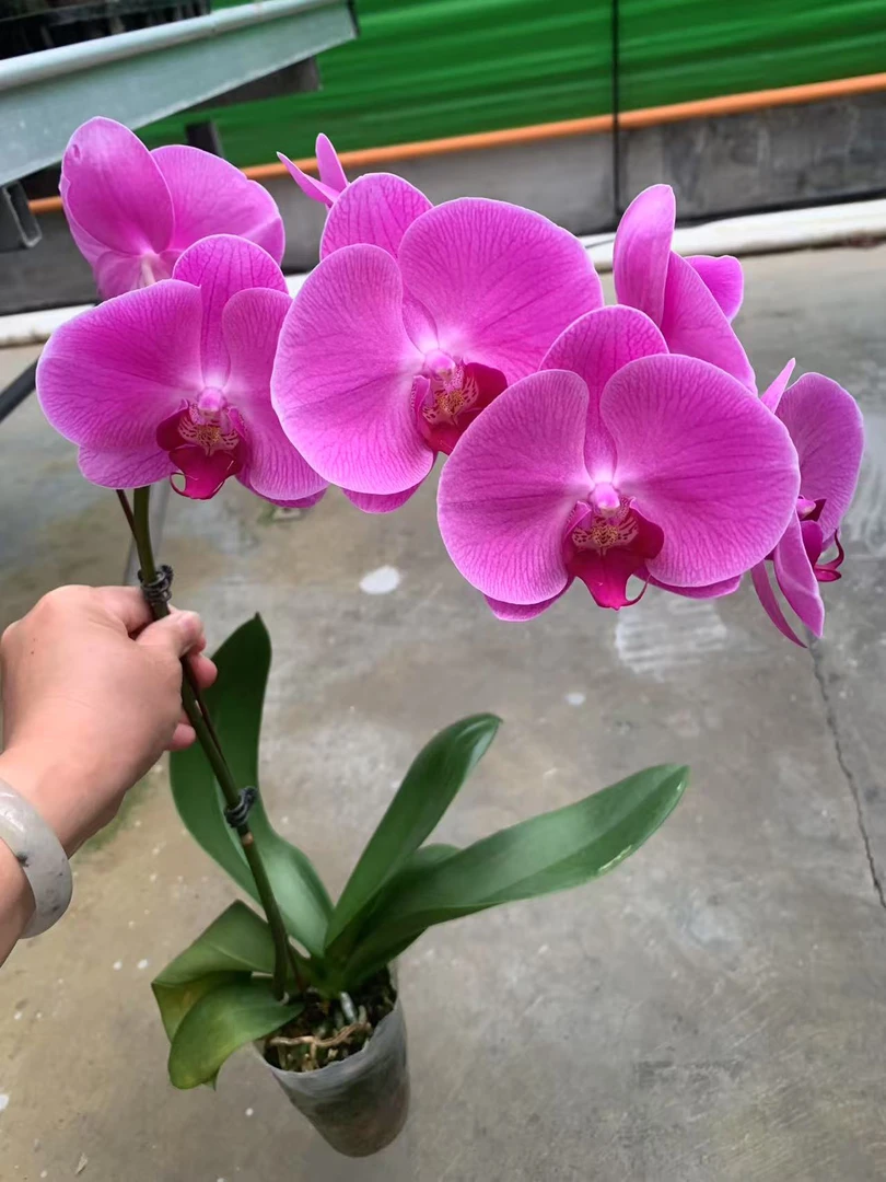 新疆包邮！春暖花开，大花蝴蝶兰！