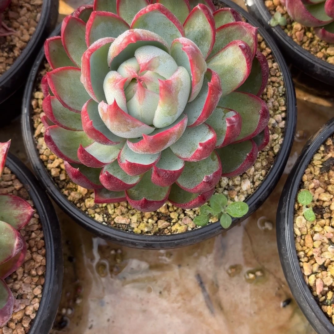 16.8元一个惊鸿仙子随机发。What？