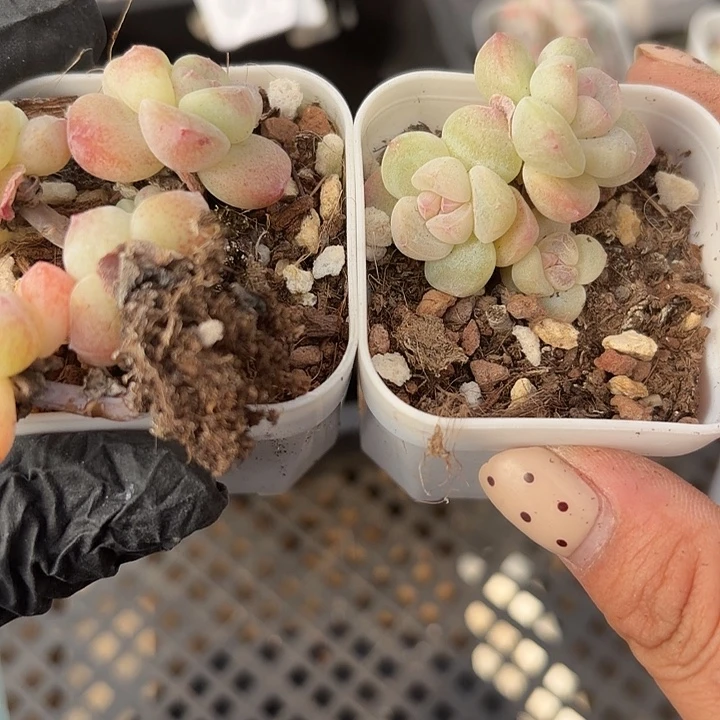 思***汝75 号到手1框江北多肉