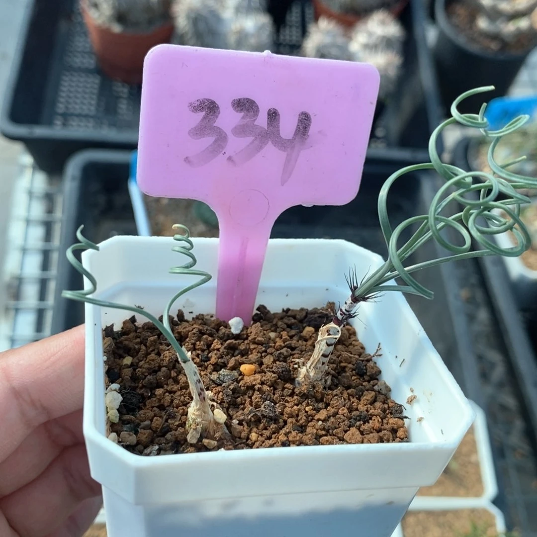 gv双叶翘弹簧草多肉植物