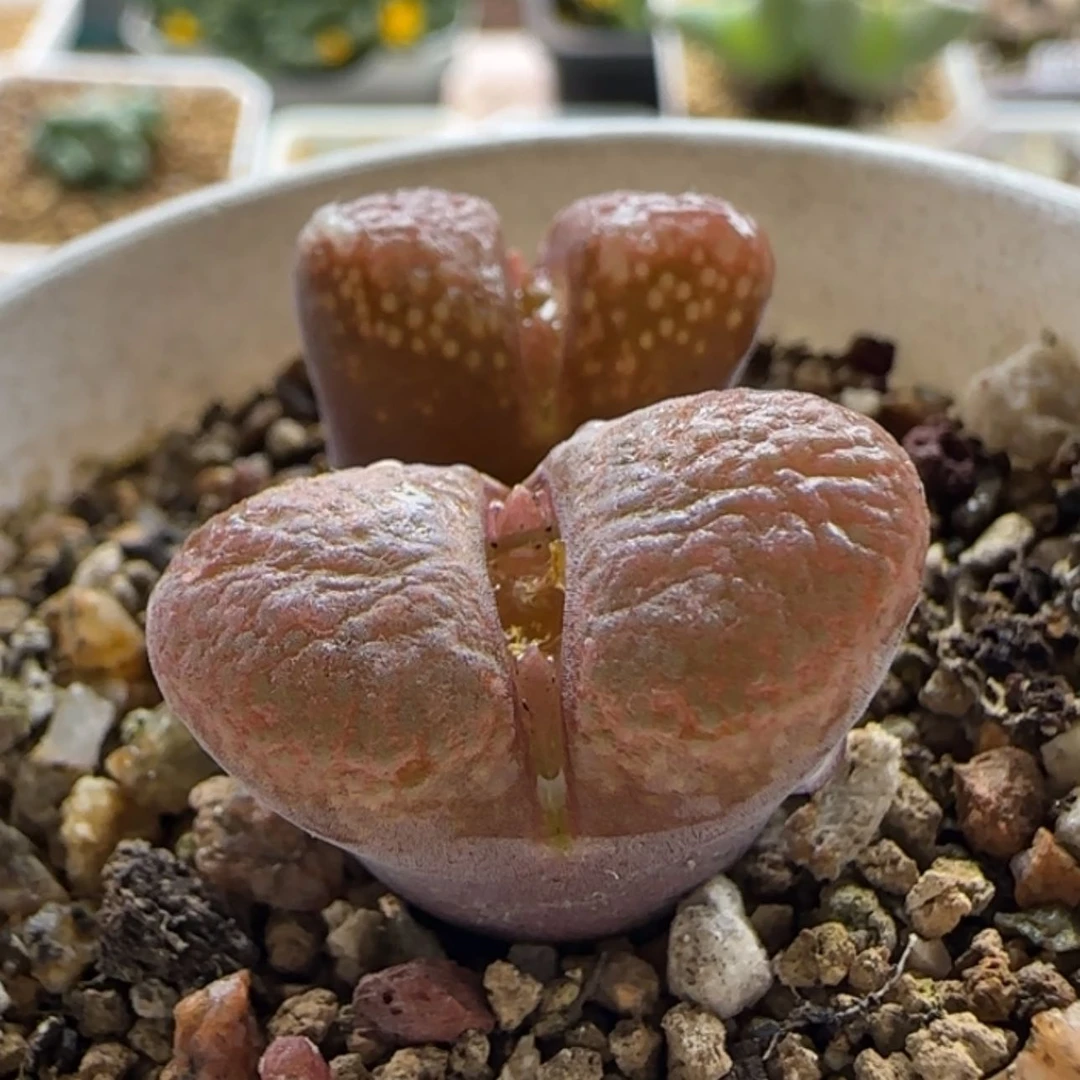 【闪购商品】19437开播福利