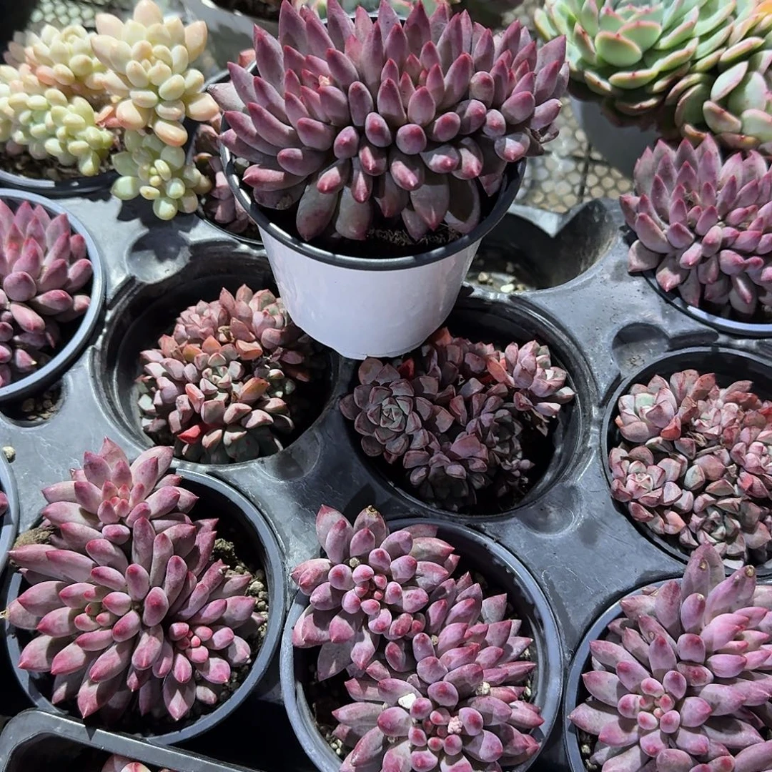 虞美人多肉植物精品