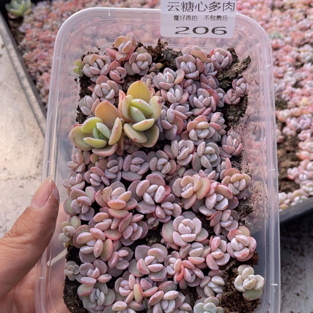 云糖心多肉植物206