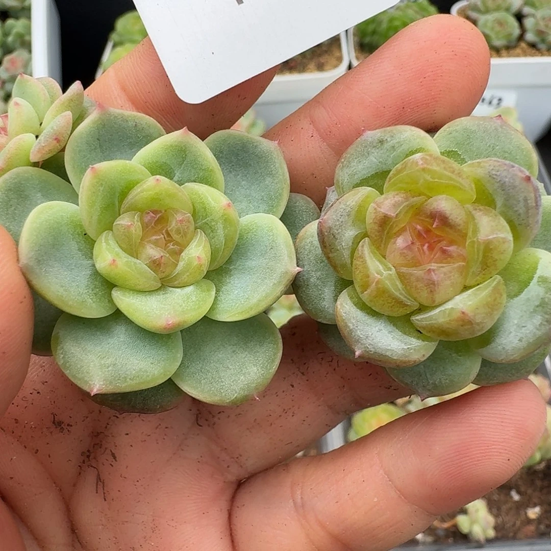 一物一拍一物一拍918-110